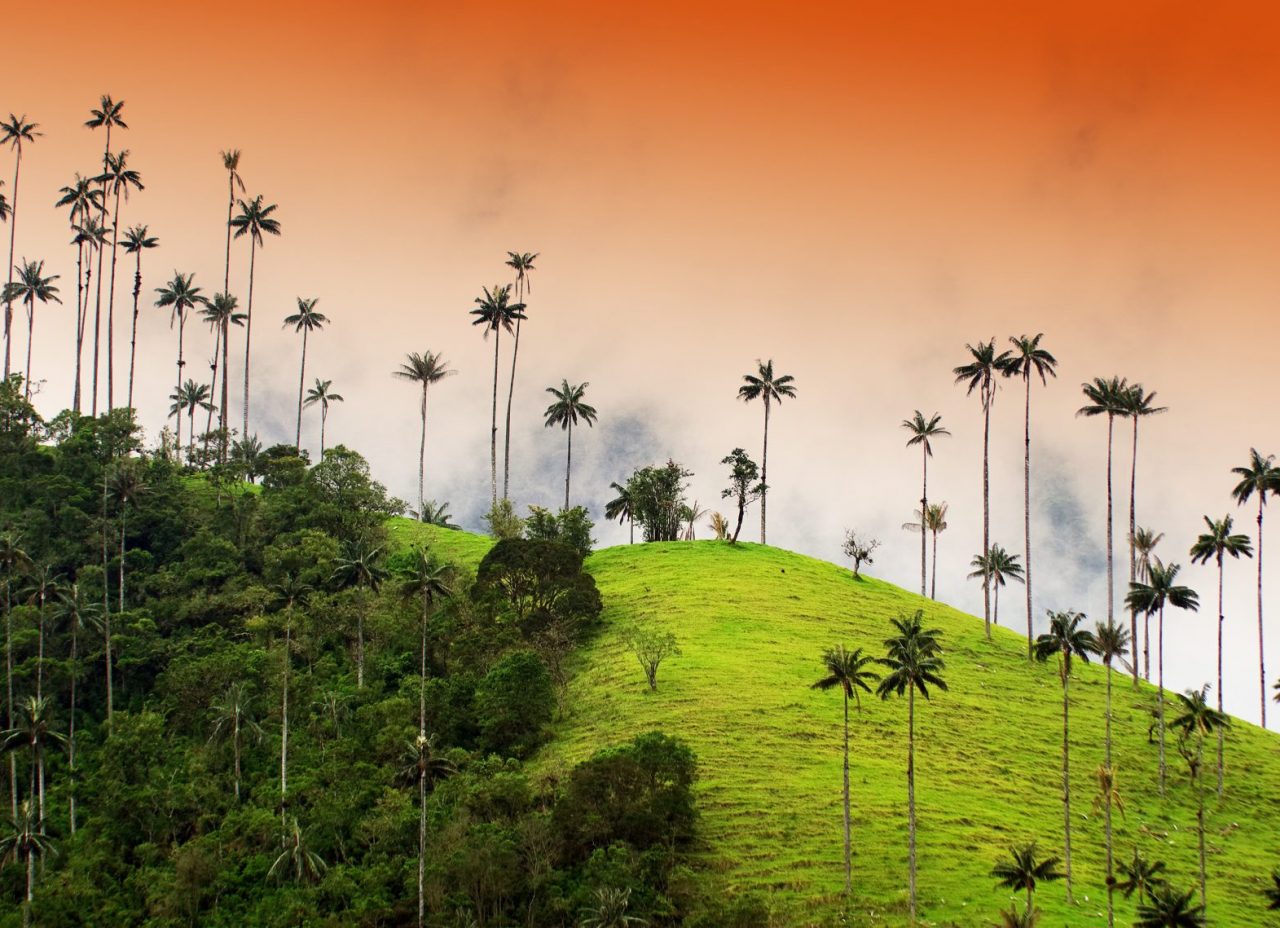 Colombia - at the heart of biodiversity - Vigilife