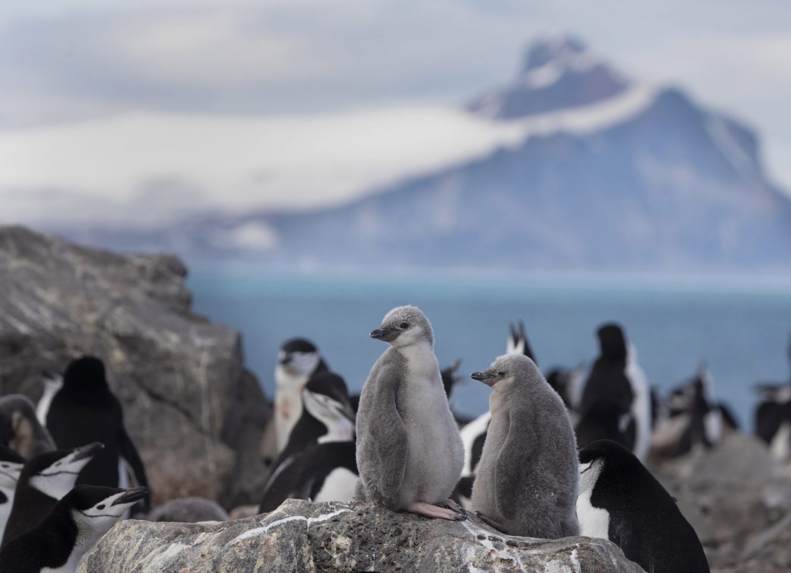 The antarctica - tracking climate change - Vigilife