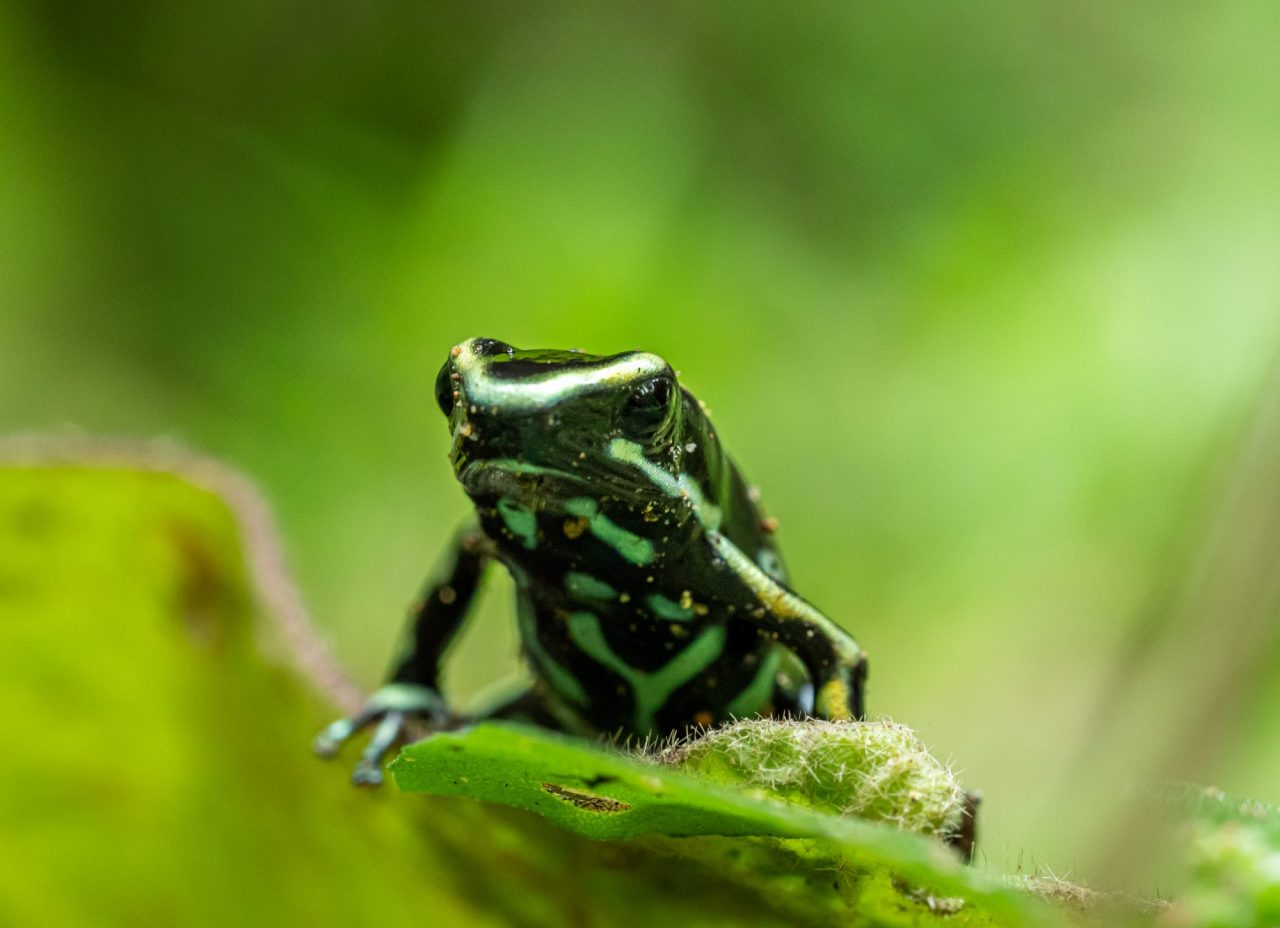 Colombia - at the heart of biodiversity - Vigilife